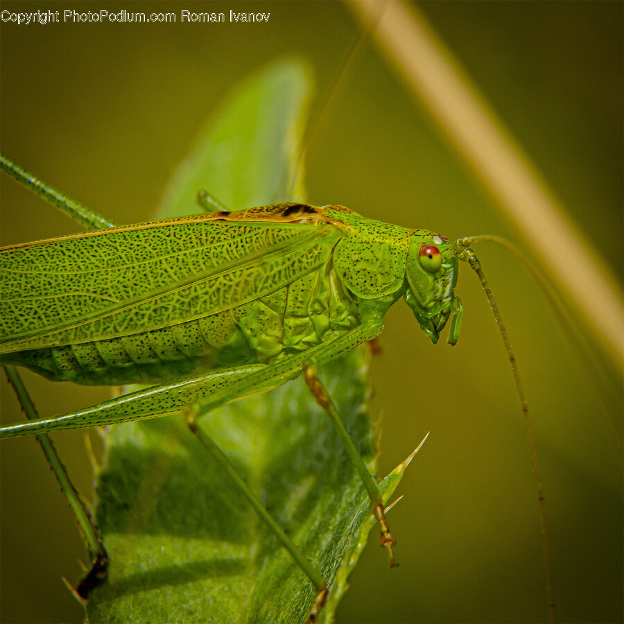 Cricket Insect, Insect, Invertebrate, Animal, Grasshopper