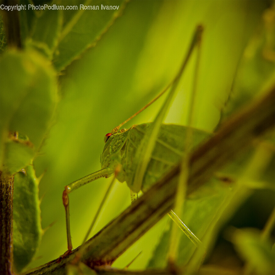 Cricket Insect, Insect, Invertebrate, Animal, Grasshopper