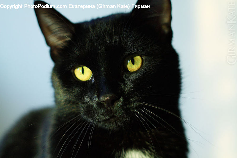 Animal, Black Cat, Cat, Mammal, Pet