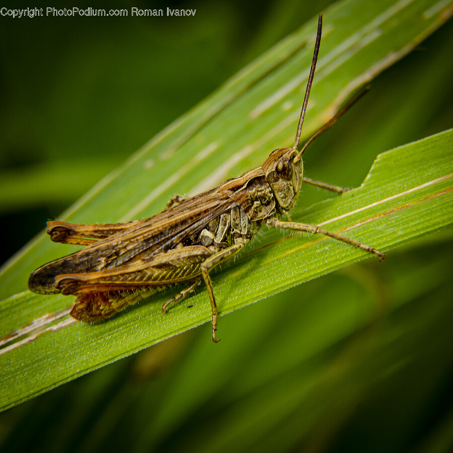 Insect, Invertebrate, Animal, Cricket Insect, Grasshopper