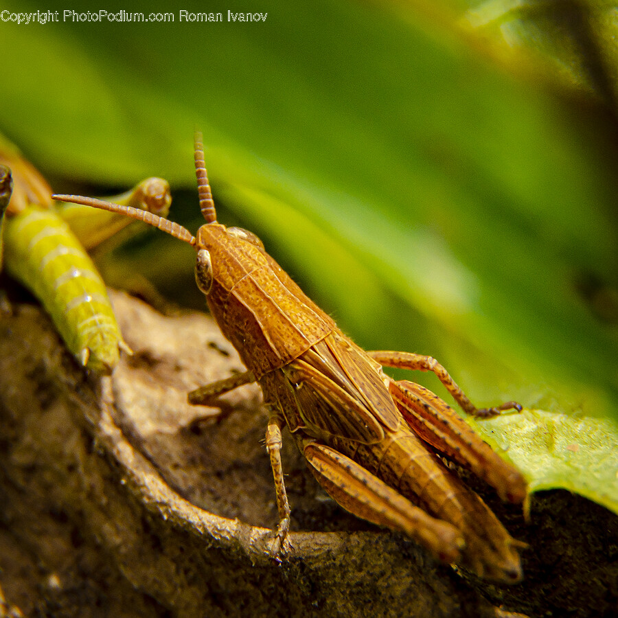 Insect, Invertebrate, Animal, Grasshopper, Grasshoper
