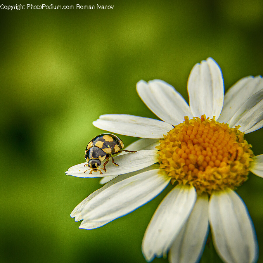 Plant, Pollen, Daisy, Daisies, Flower