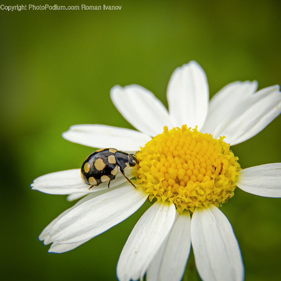 Honey Bee, Invertebrate, Insect, Animal, Bee