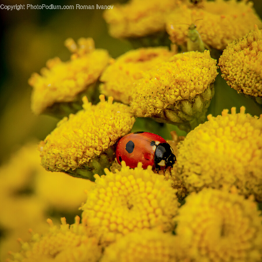 Fish, Animal, Pollen, Plant, Invertebrate