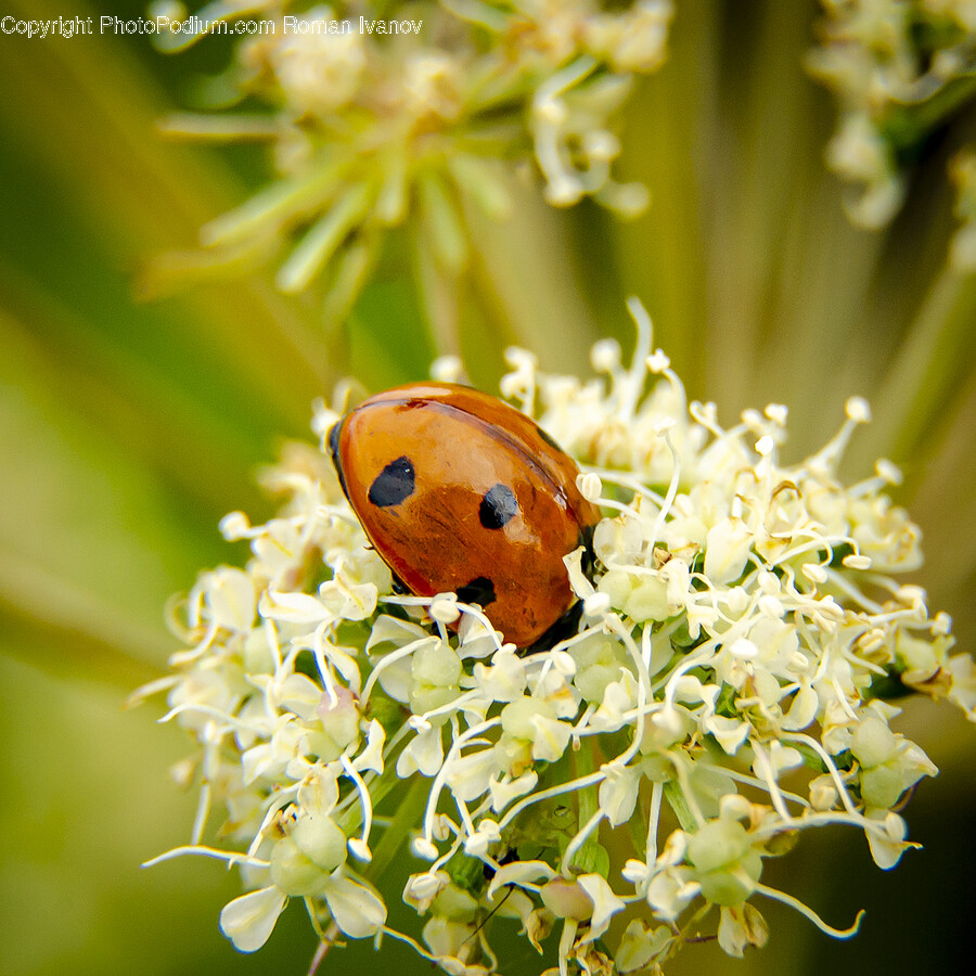 Plant, Pollen, Flower, Blossom, Apiaceae