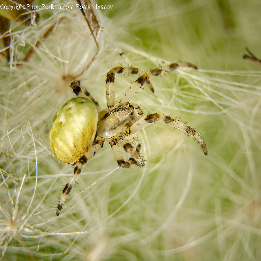 Spider, Arachnid, Invertebrate, Animal, Garden Spider