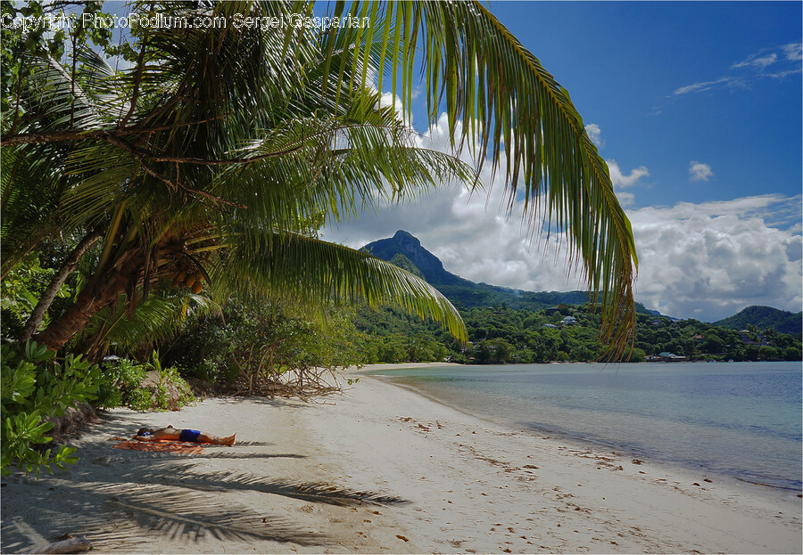 Summer, Tropical, Land, Outdoors, Nature