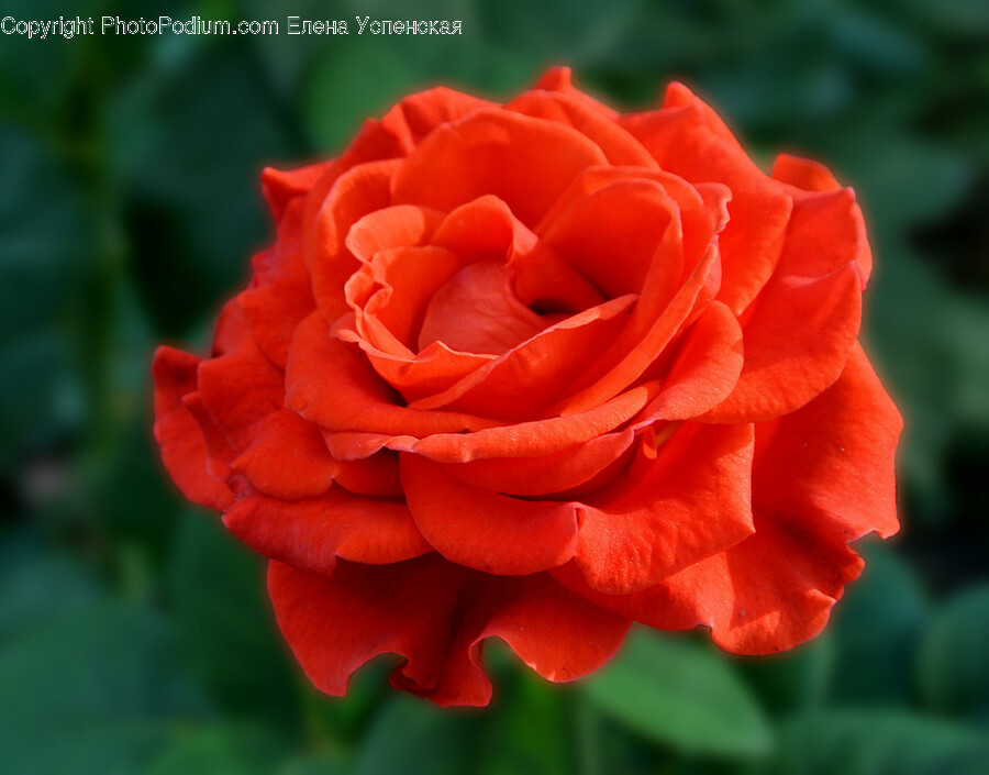 Rose, Plant, Flower, Blossom, Geranium
