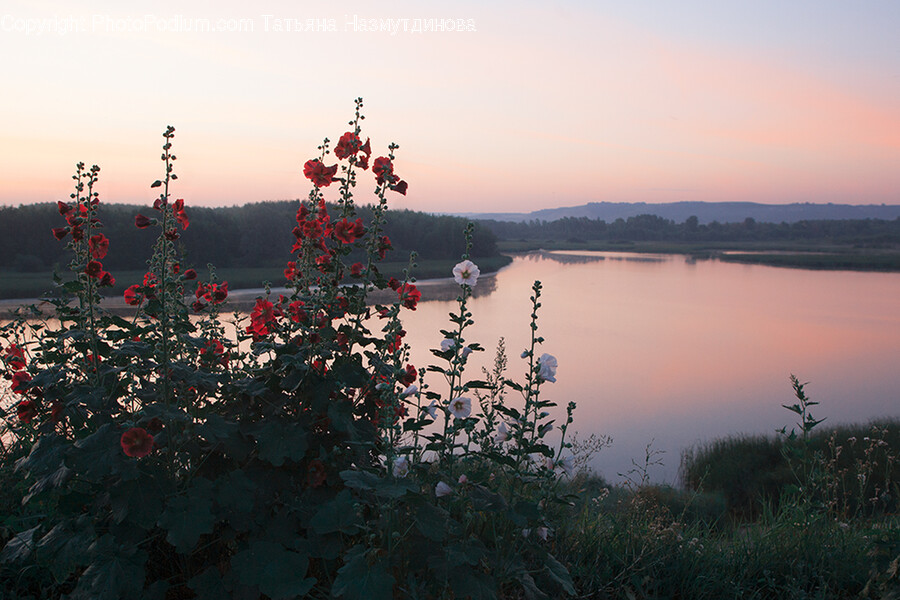 Nature, Outdoors, Water, Plant, Fir