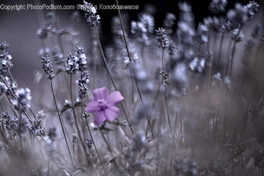 Nature, Geranium, Plant, Flower, Blossom