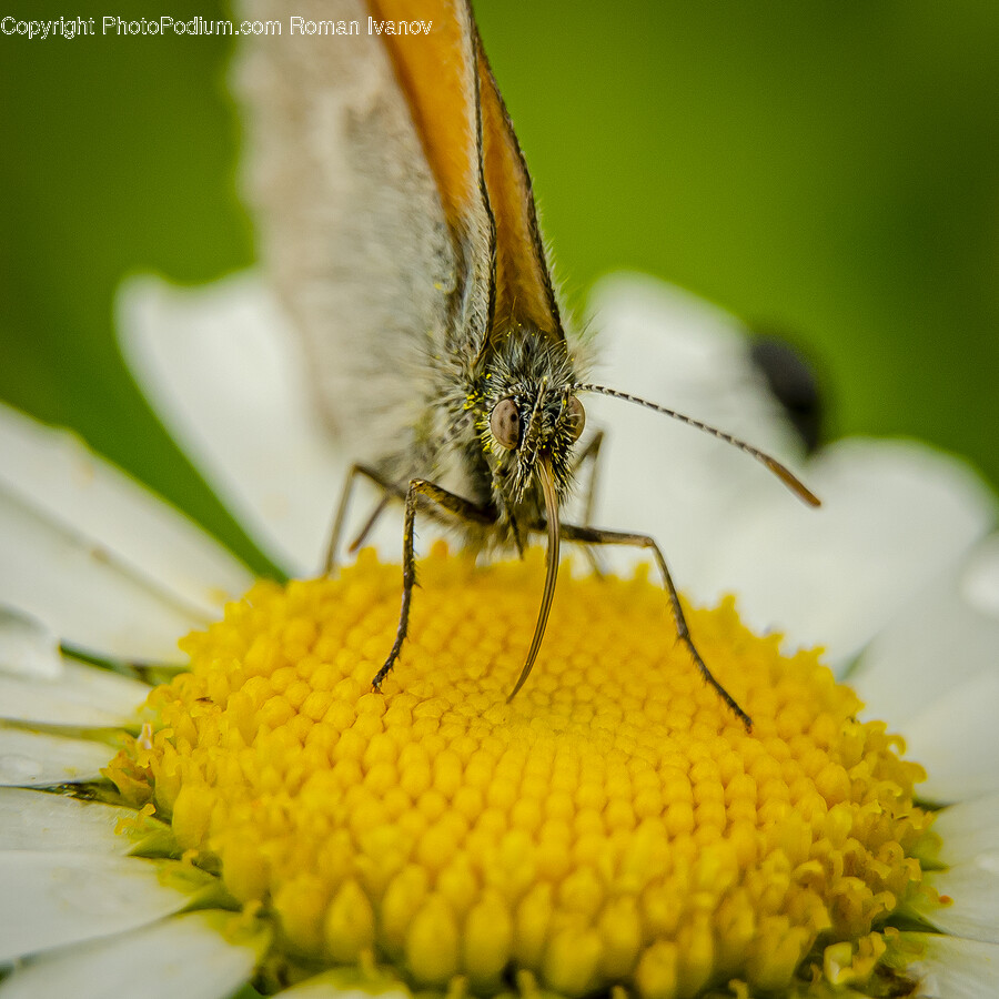 Pollen, Plant, Insect, Invertebrate, Animal