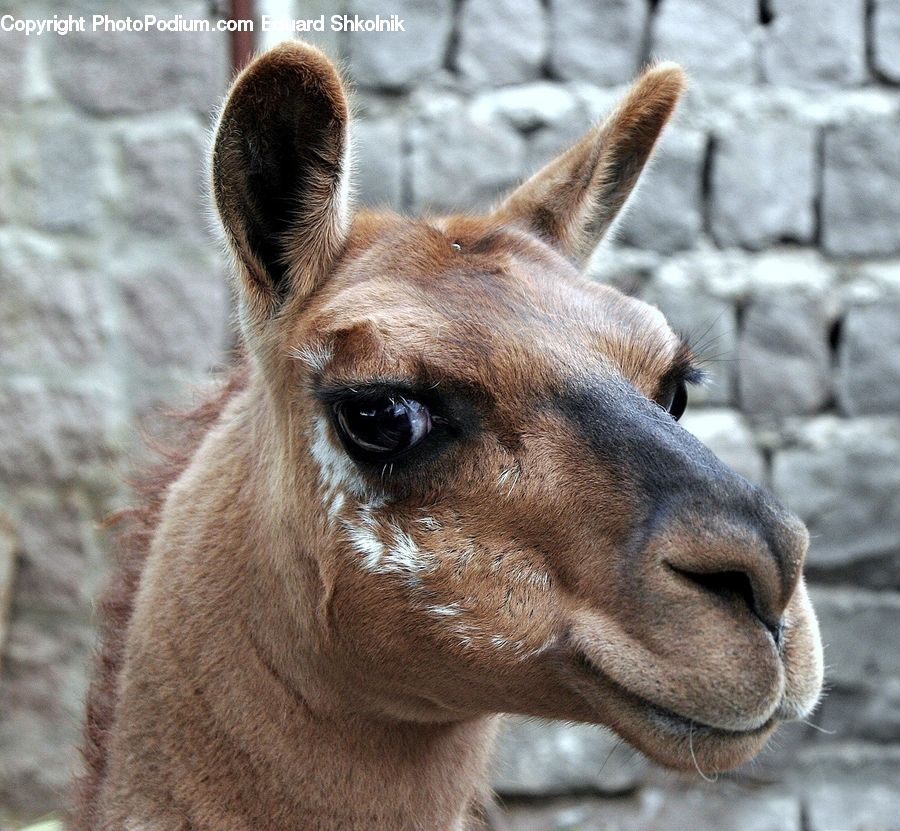 Alpaca, Animal, Llama, Mammal, Donkey, Bongo, Percussion