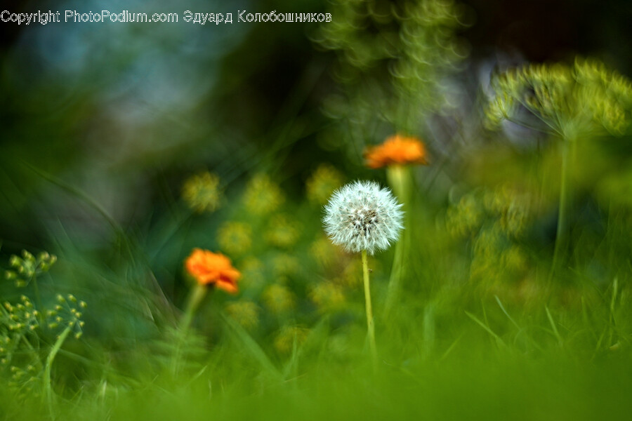 Plant, Flower, Blossom, Dandelion