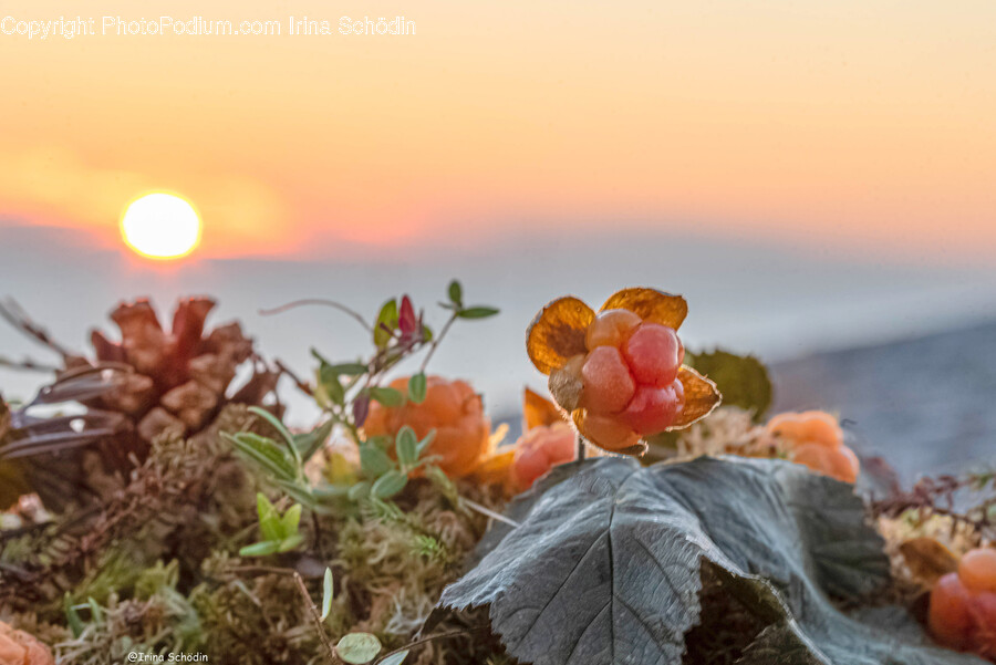 Leaf, Plant, Nature, Outdoors, Fruit