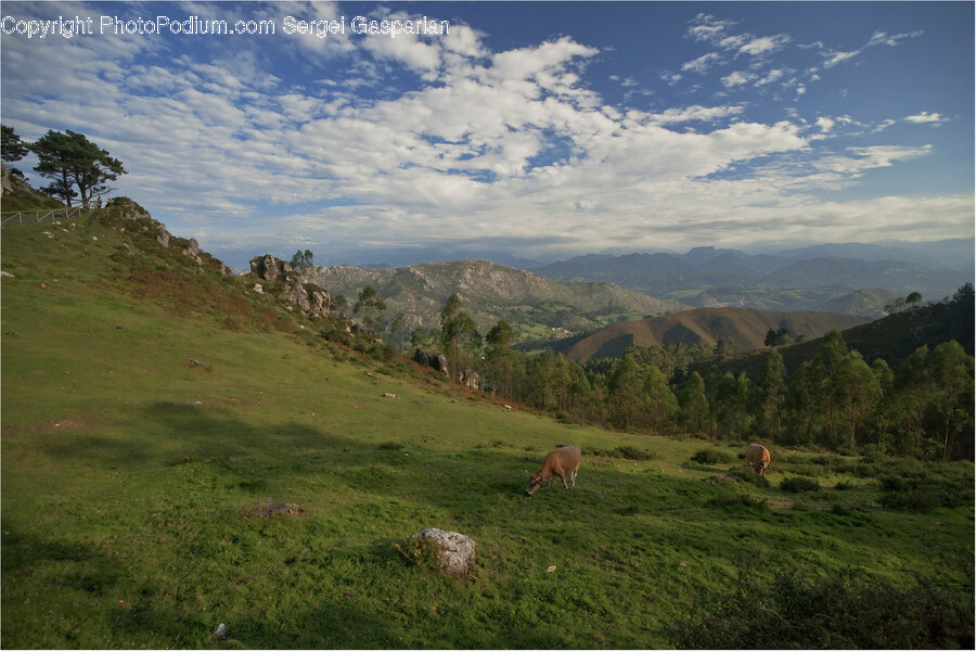 Field, Grassland, Outdoors, Nature, Countryside