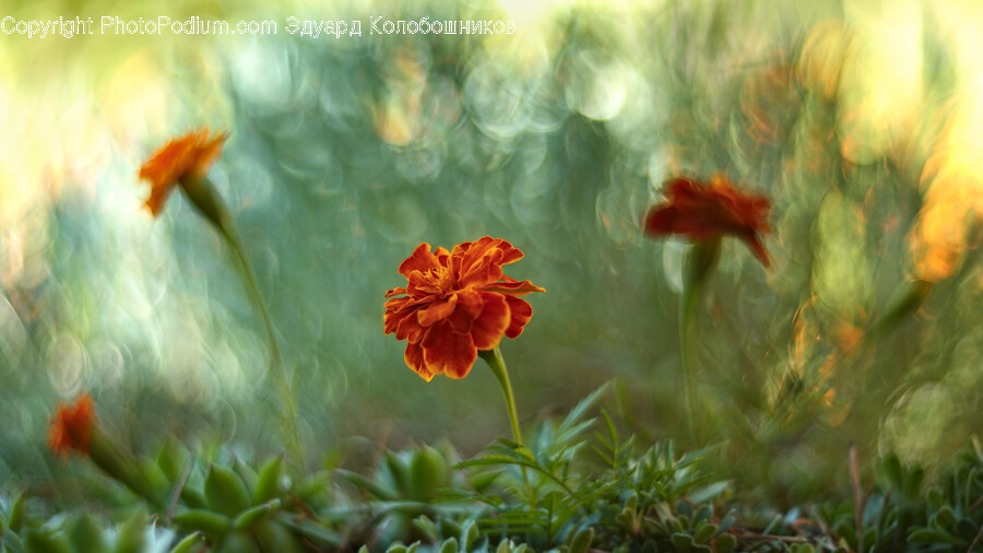 Petal, Plant, Flower, Blossom, Dahlia