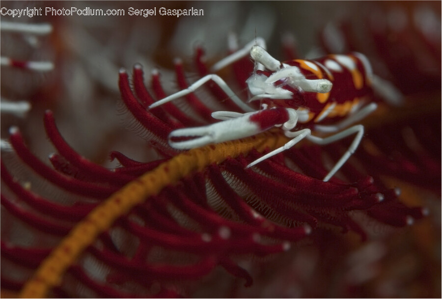 Lobster, Food, Seafood, Animal, Sea Life