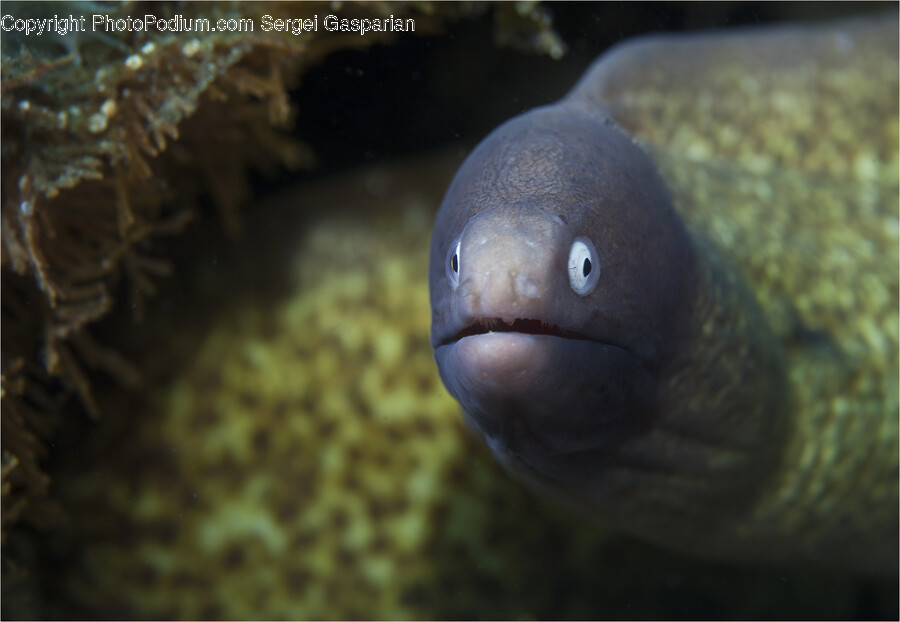 Eel, Fish, Animal, Bird