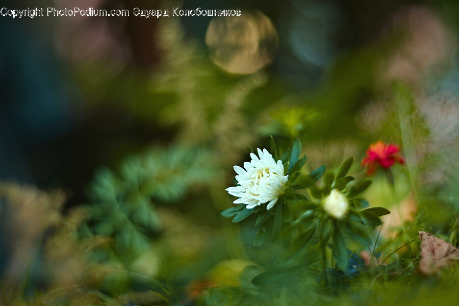 Plant, Pollen, Daisy, Daisies, Flower