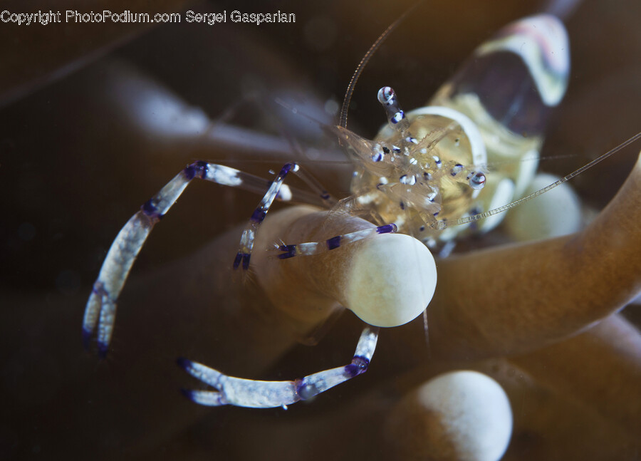 Invertebrate, Animal, Garden Spider, Spider, Insect