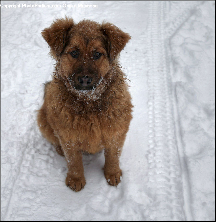 Animal, Canine, Dog, Mammal, Pet, Puppy, Cocker Spaniel