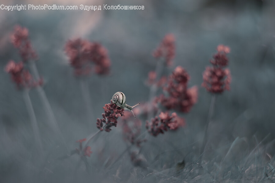 Plant, Flower, Blossom, Nature, Weather