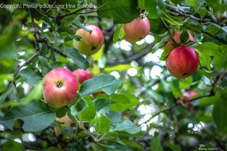 Apple, Plant, Fruit, Food