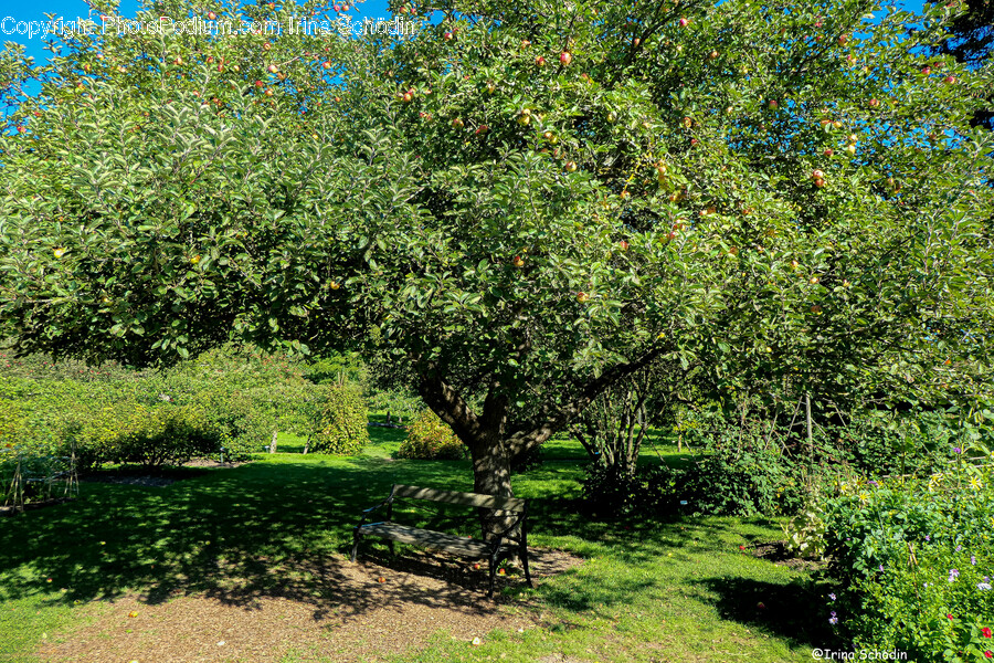 Tree, Plant, Tree Trunk, Outdoors, Ground