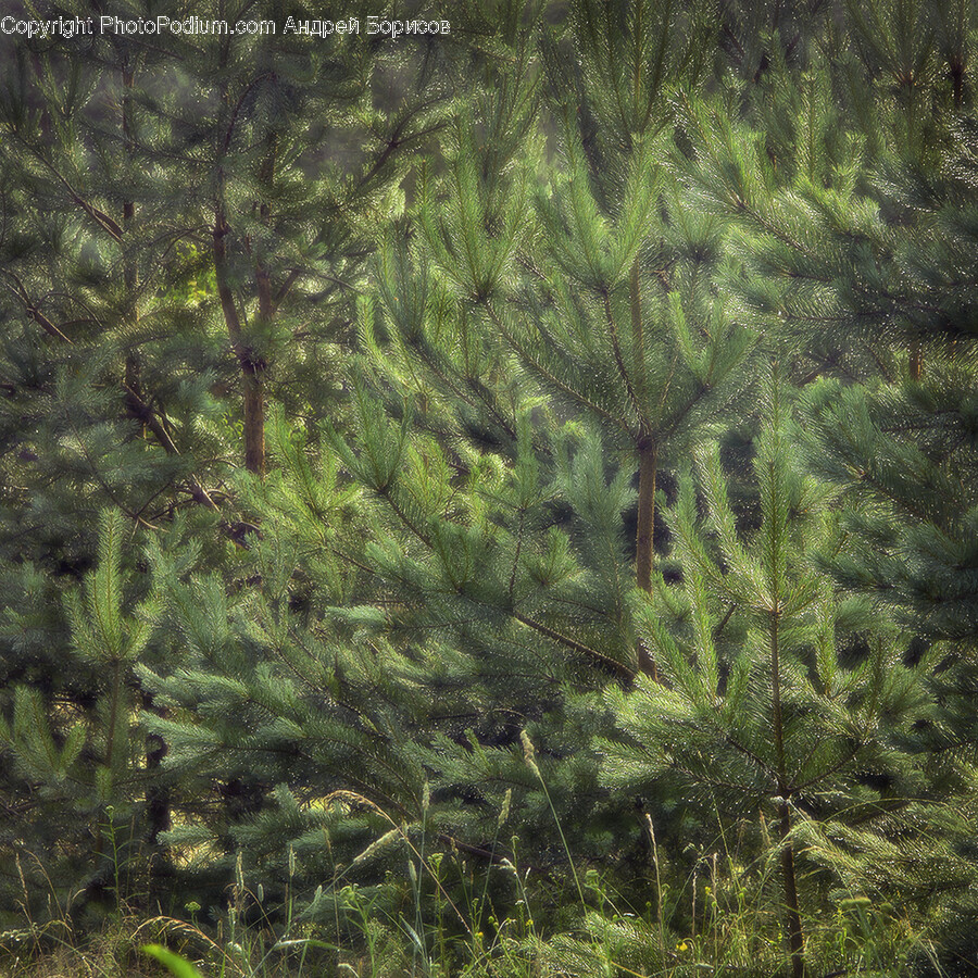 Tree, Plant, Conifer, Fir, Abies