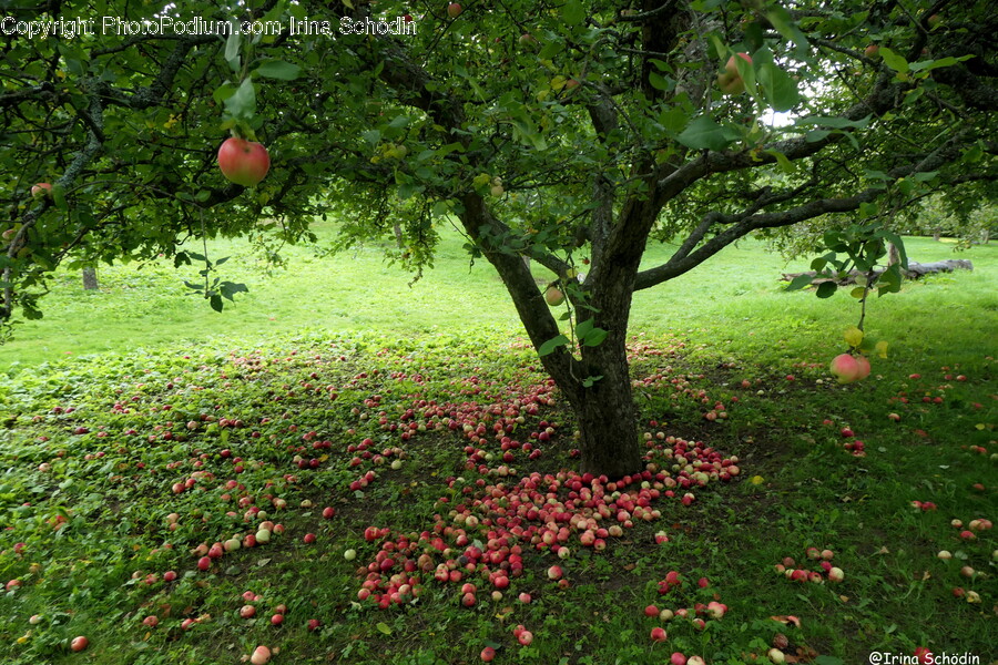 Apple, Plant, Fruit, Food, Tree