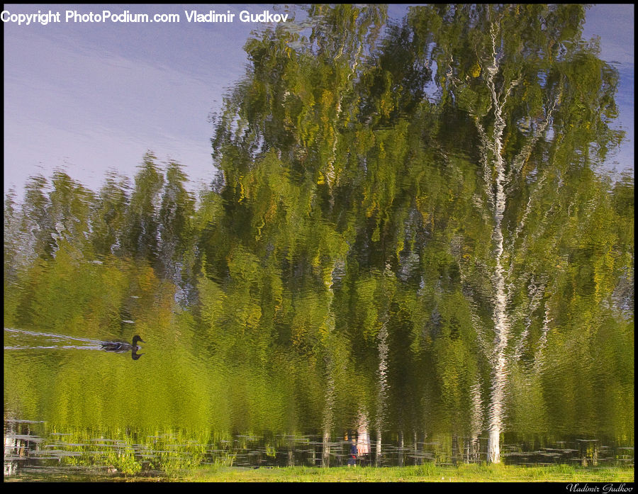 Plant, Tree, Willow, Conifer, Fir, Field, Grass