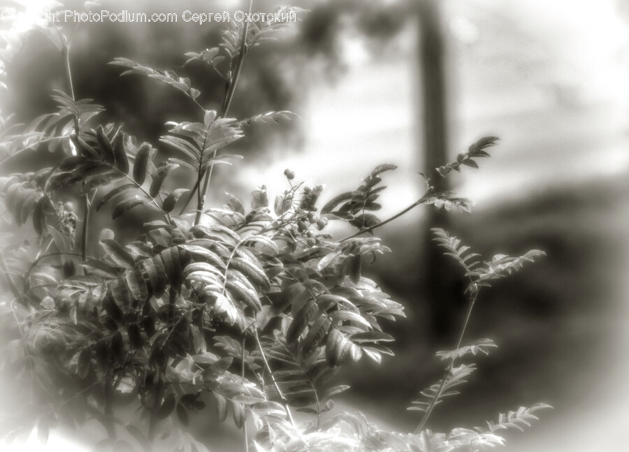 Plant, Grass, Vegetation, Nature, Outdoors