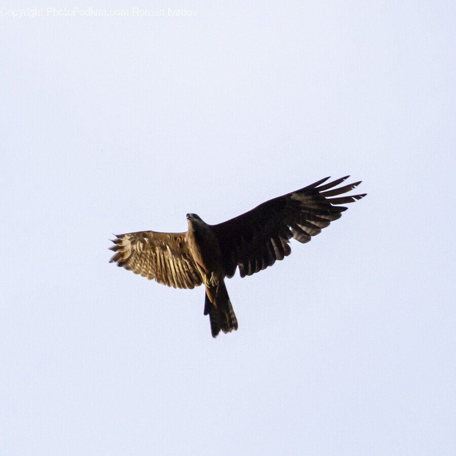 Bird, Animal, Vulture, Flying, Buzzard