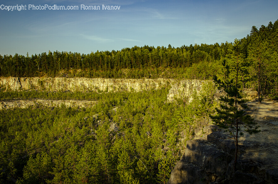 Tree, Plant, Fir, Abies, Nature