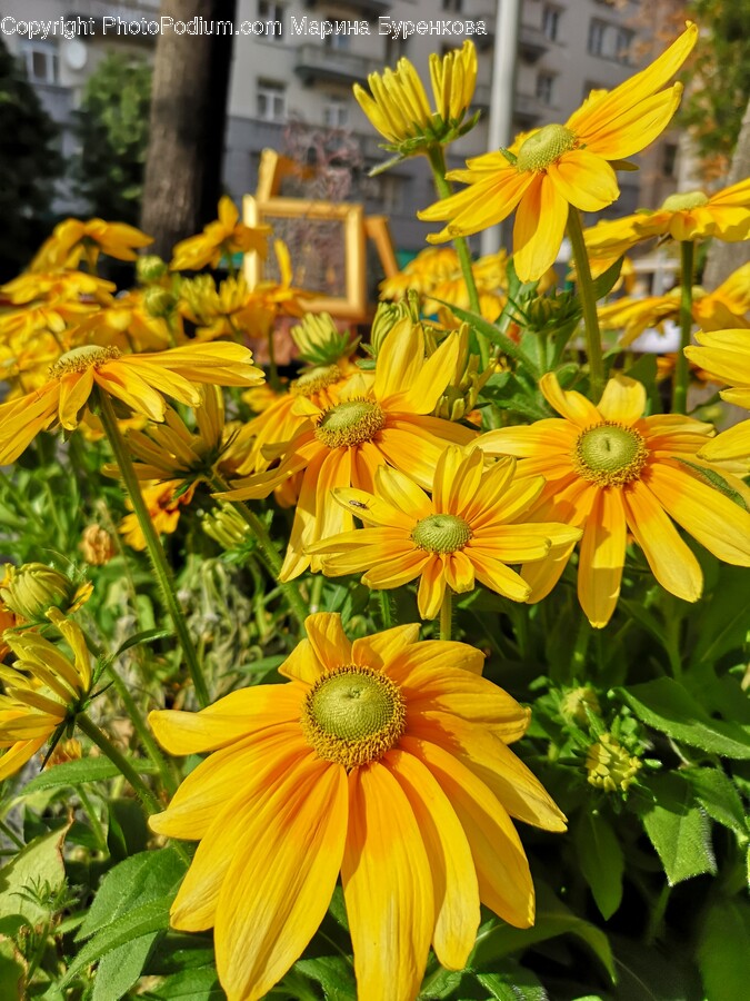 Plant, Flower, Blossom, Daisy, Daisies