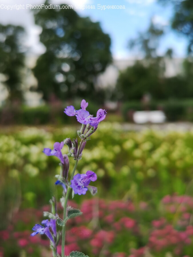 Plant, Geranium, Flower, Blossom, Iris