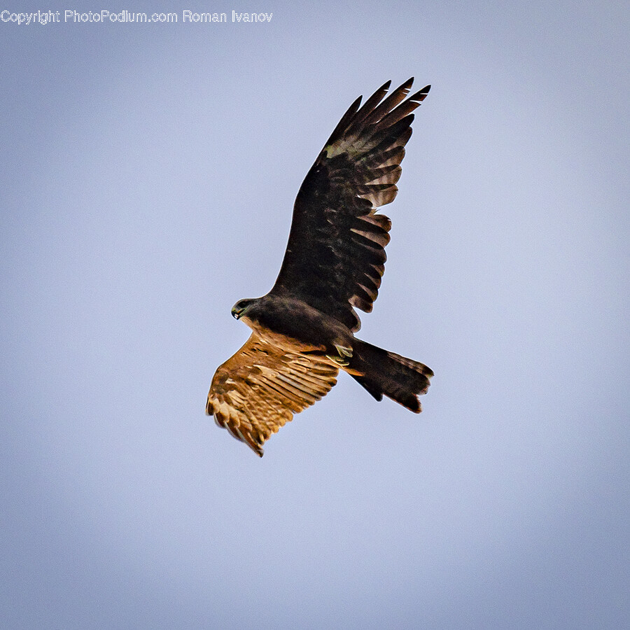Bird, Animal, Vulture, Buzzard, Hawk
