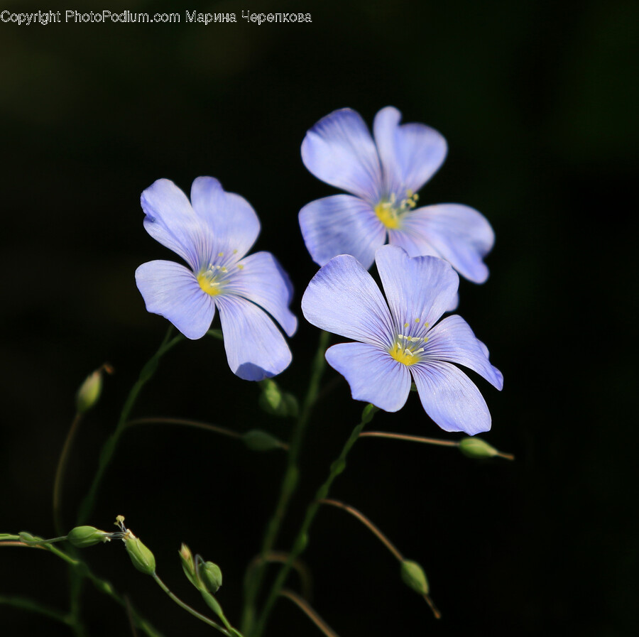 Geranium, Plant, Flower, Blossom, Flax