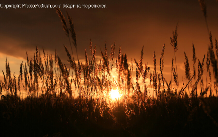 Grass, Plant, Lawn, Reed, Sky