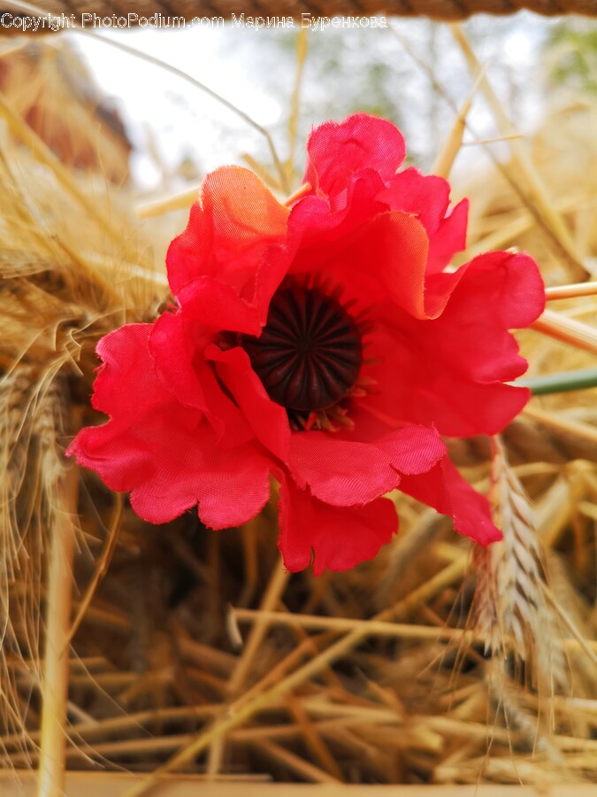 Plant, Flower, Blossom, Geranium, Poppy