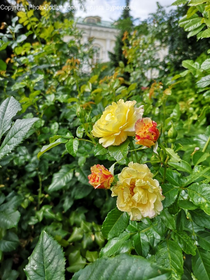 Plant, Rose, Flower, Blossom, Geranium