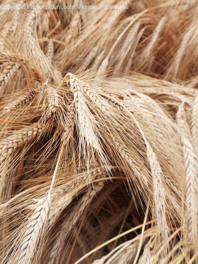 Plant, Vegetable, Food, Produce, Grain
