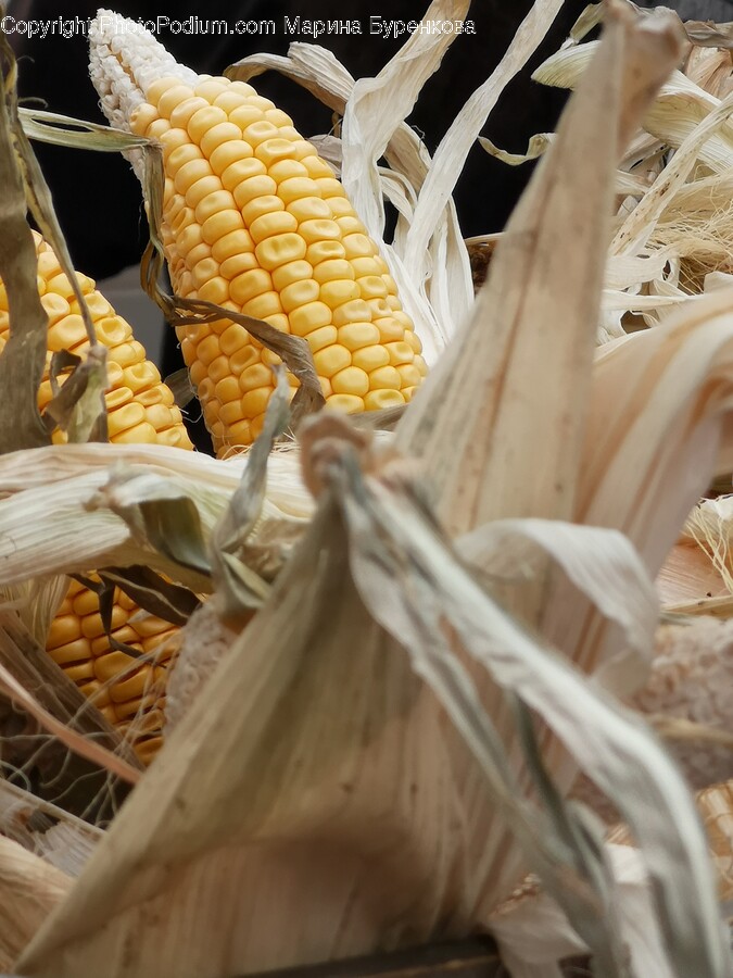 Plant, Vegetable, Food, Fungus, Corn