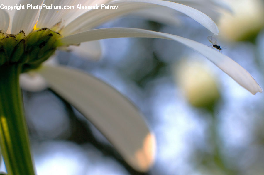 Flora, Pollen, Daisies, Daisy, Flower, Plant, Anther