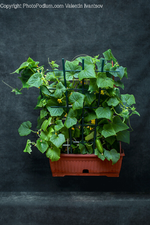 Plant, Ivy, Vine, Leaf