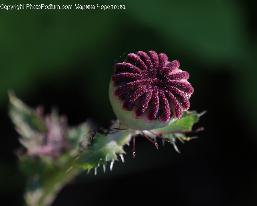 Plant, Pollen, Geranium, Flower, Blossom