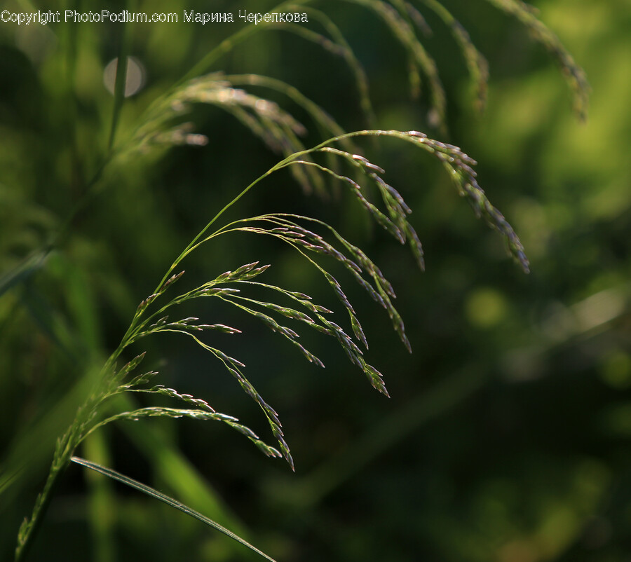 Grass, Plant, Nature, Vegetation, Outdoors