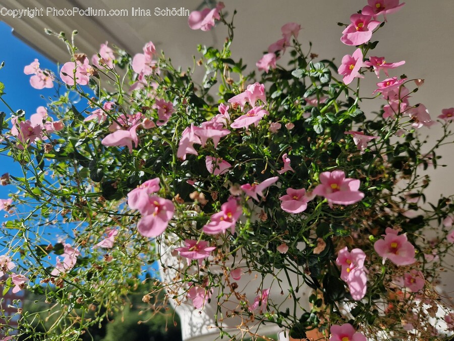 Geranium, Plant, Flower, Blossom, Flower Arrangement