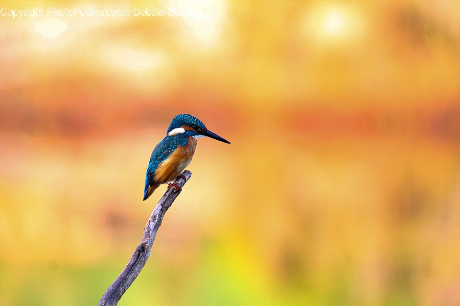 Bee Eater, Bird, Animal, Jay, Bluebird