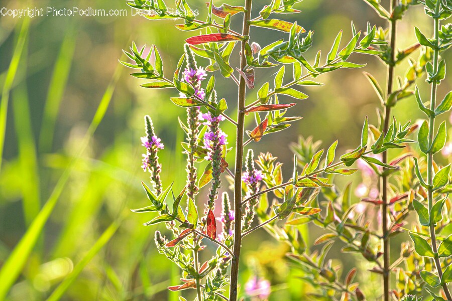 Grass, Plant, Flower, Blossom, Apiaceae
